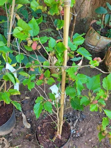 Mudas Frutíferas Enxertadas  - Foto 4