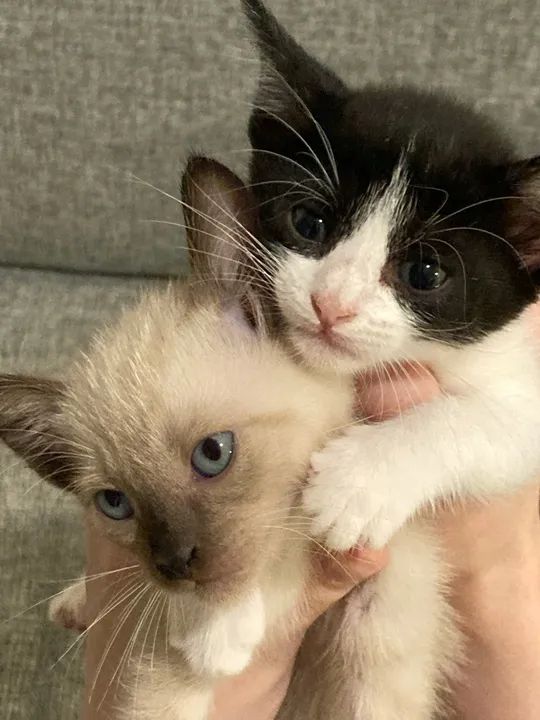 Filhotes para adoção  - Foto 2