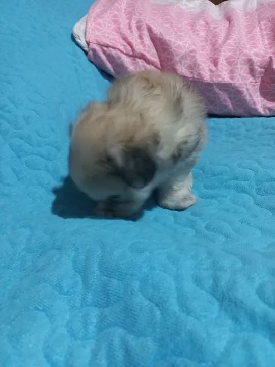 Filhote de Shih Tzu com maltês $650 - Foto 4