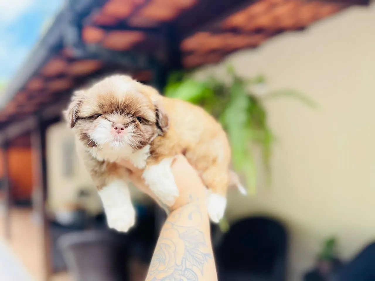 Garanta seu presente shih tzu machinho e fêmea com pedigree 