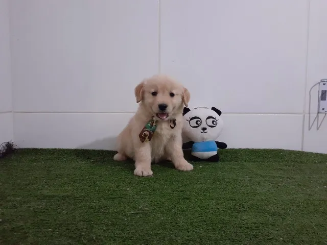 Lindos Golden Retriever com Procedência