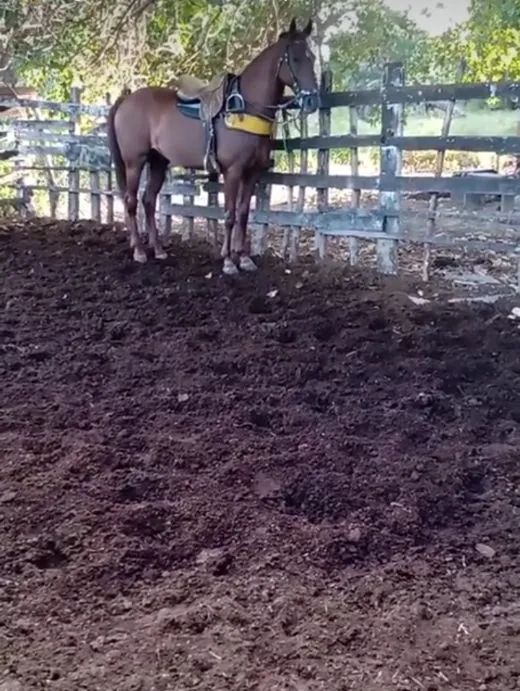 Cavalo de direita  - Foto 2