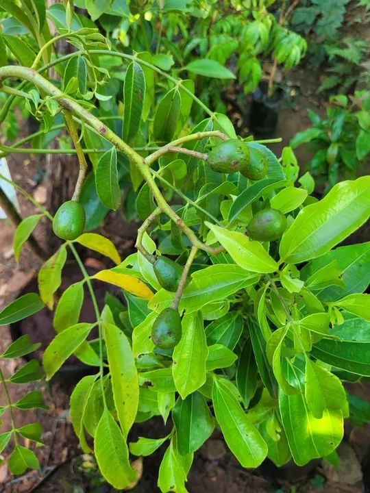 Mudas Frutíferas Enxertadas  - Foto 2
