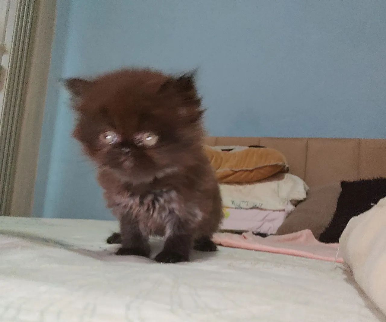 Bebês persas disponíveis  - Foto 3