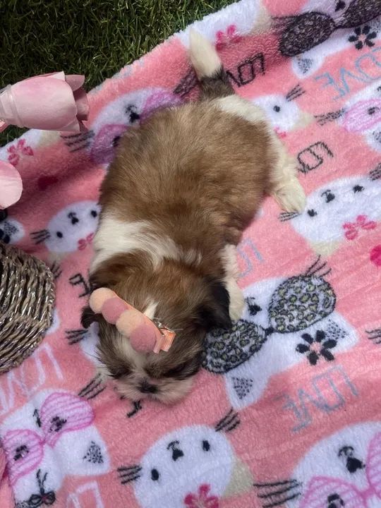 Shih Tzu belíssimos filhotes linhagem miudinha - Foto 4