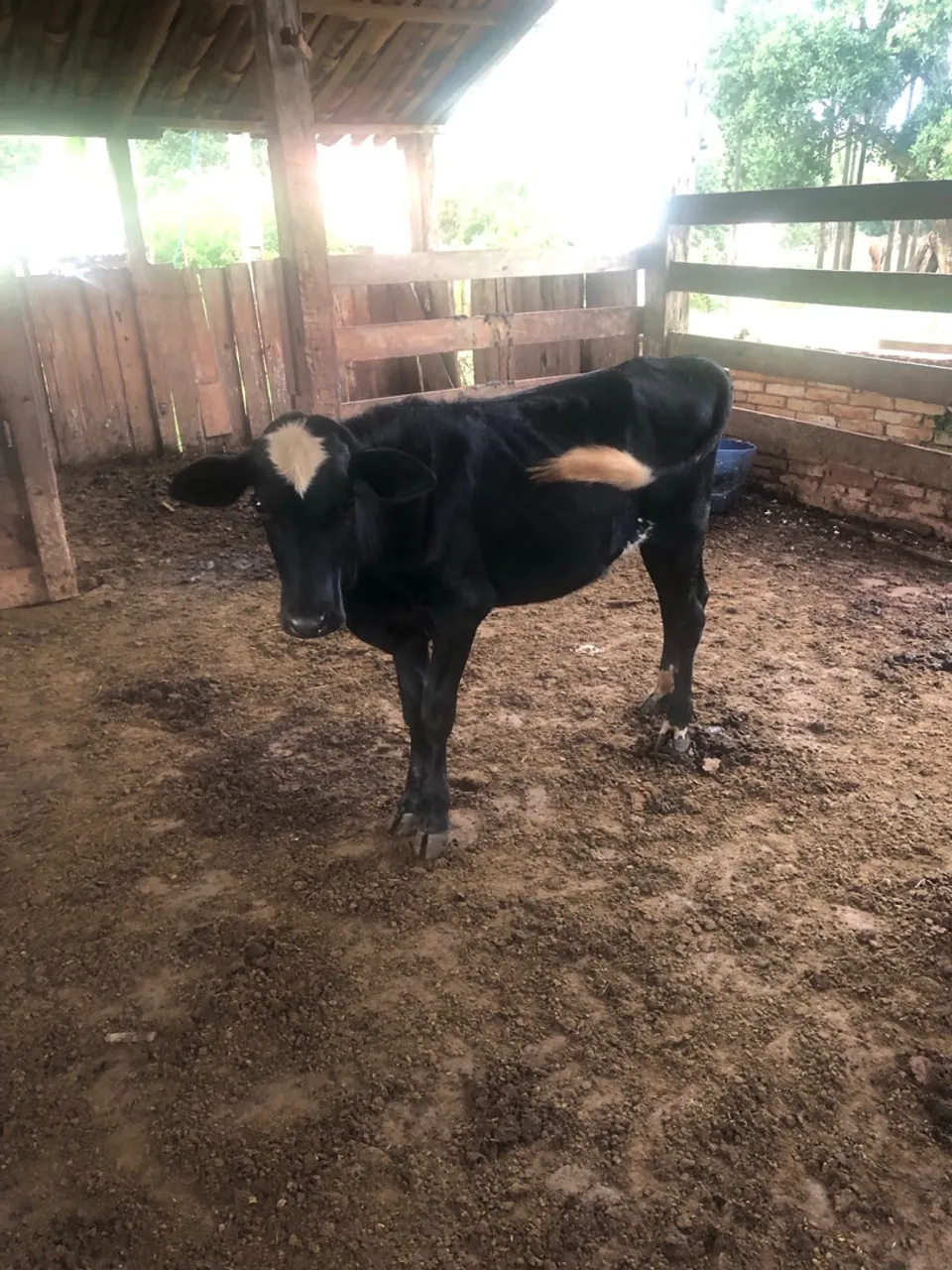 Bezerro preto e branco
