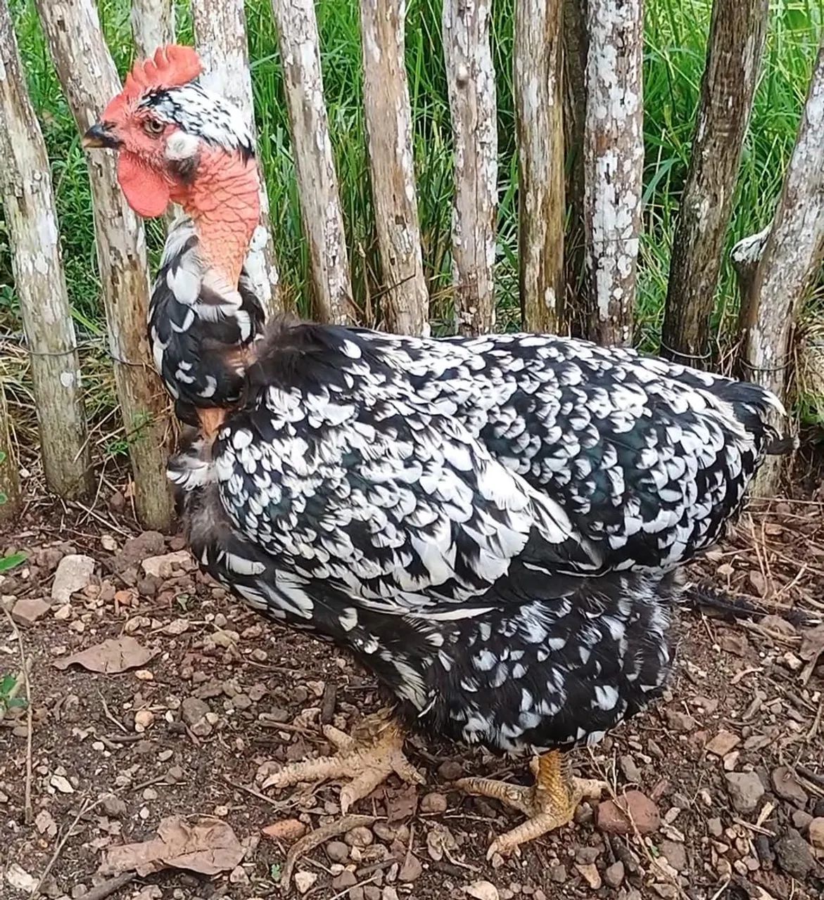 Galinha balão pescoço pelado 