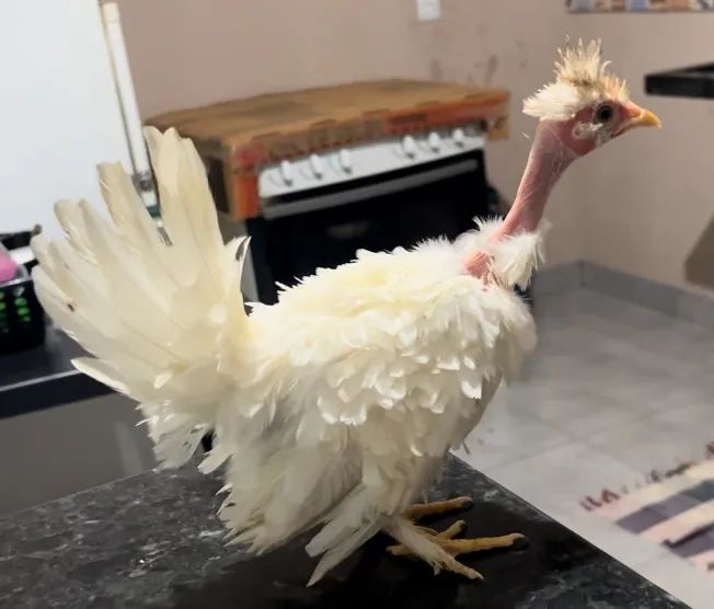 Garnize modelado - Foto 5