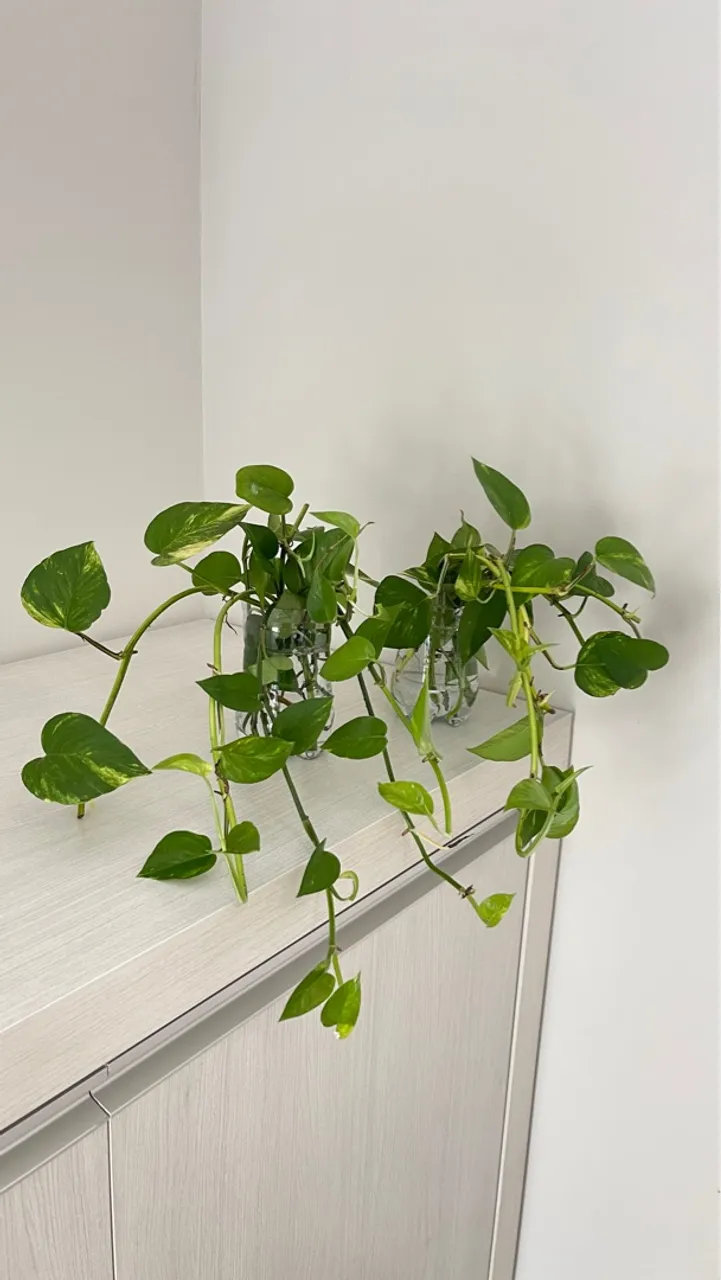 PLANTA JIBÓIA LINDA
