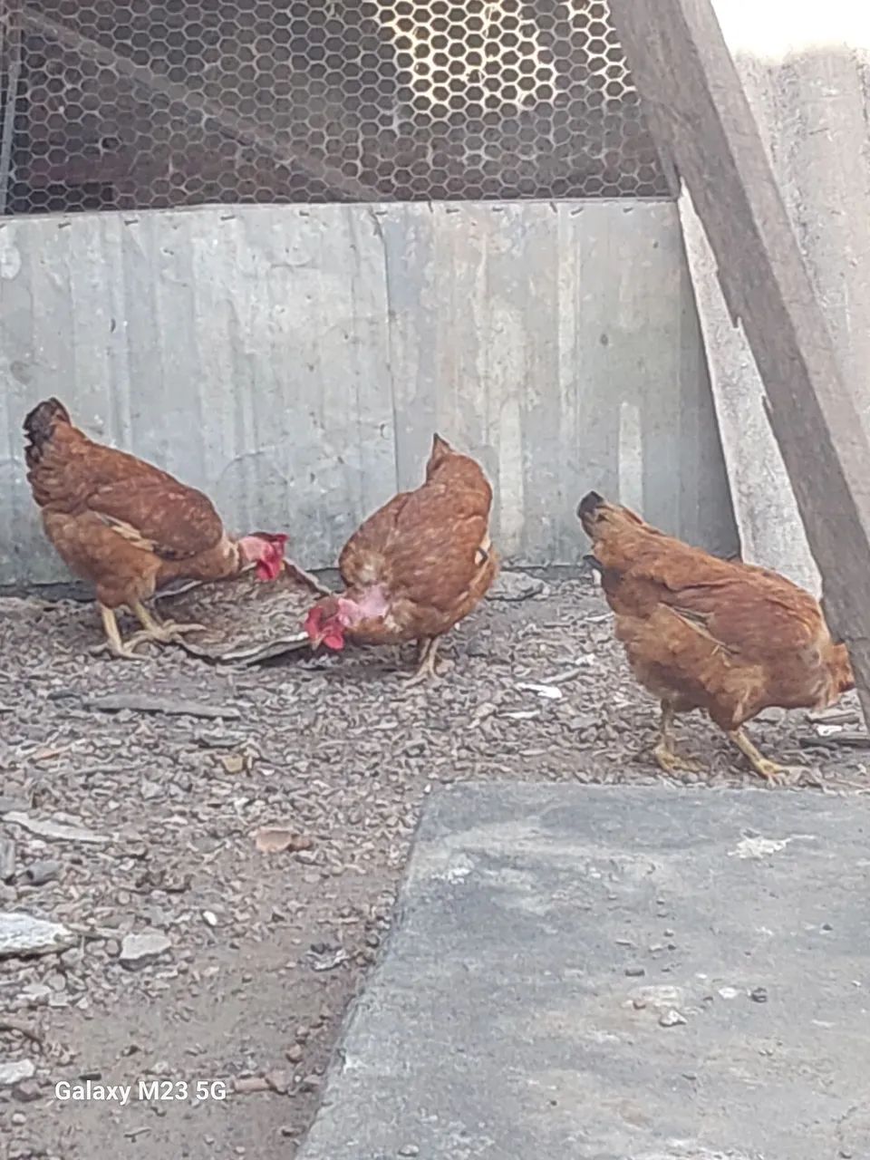 Galinha caipira - Foto 3