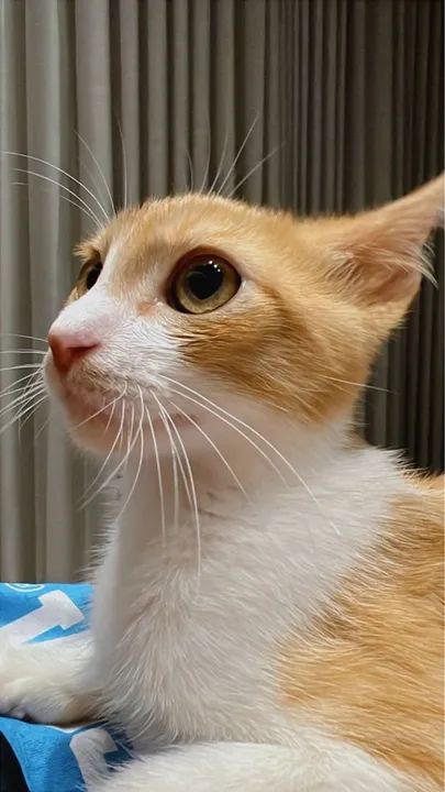 Gatinho Macho de 4 Meses Procura Lar!