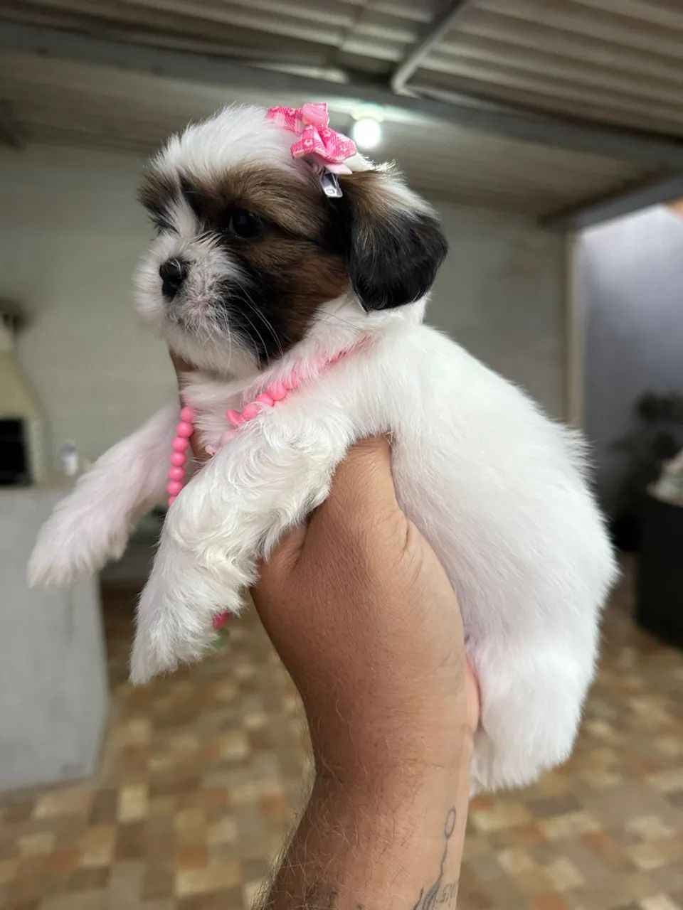 Shih tzu fêmea - linda filhote Tricolor  - Foto 3