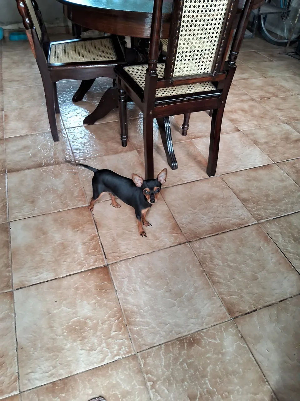  Pinscher de 1 ano vacinado vermifugado pra venda 300