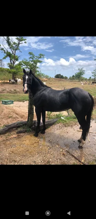 Égua QM