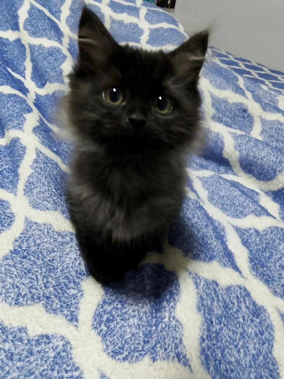 Angorá fêmea na cor Smoking  - Foto 3