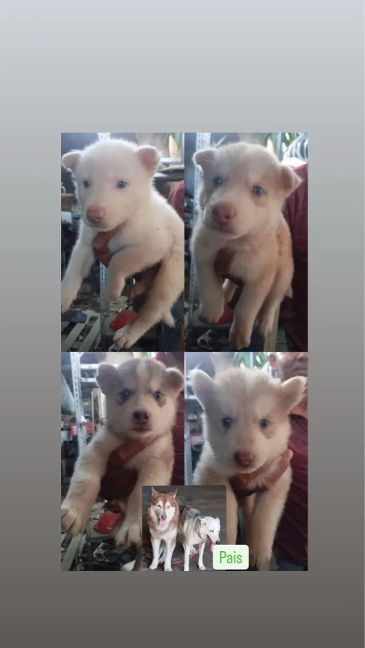 Husky para venda imediata (estou sem espaço)
