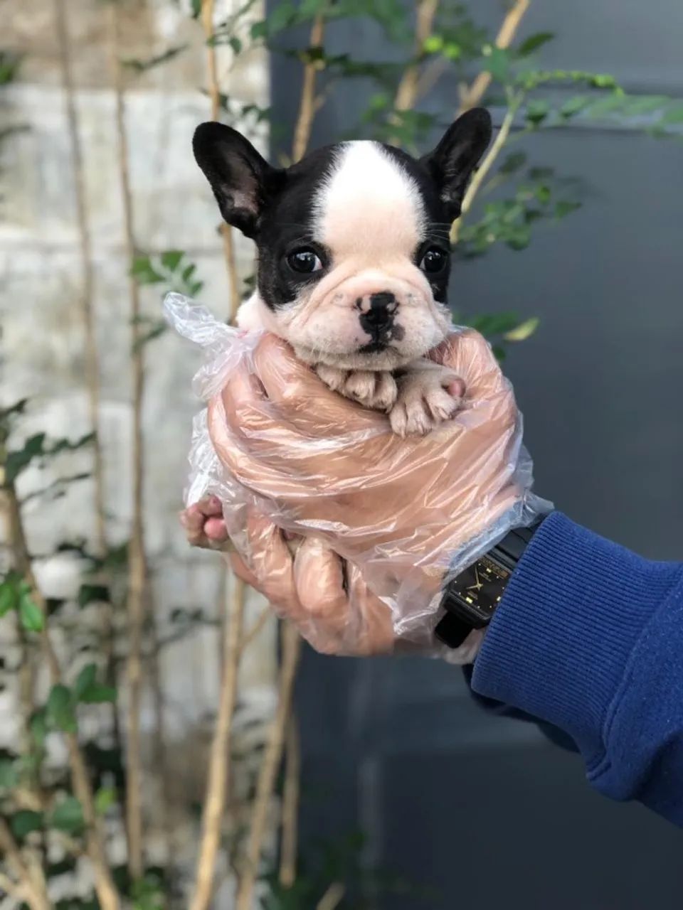 Bulldog Francês pirata/tigrado/fulvo/branco - Foto 2
