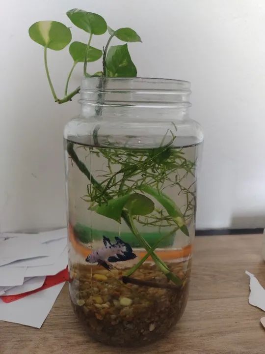 Betta de linhagem Mármore - Foto 2