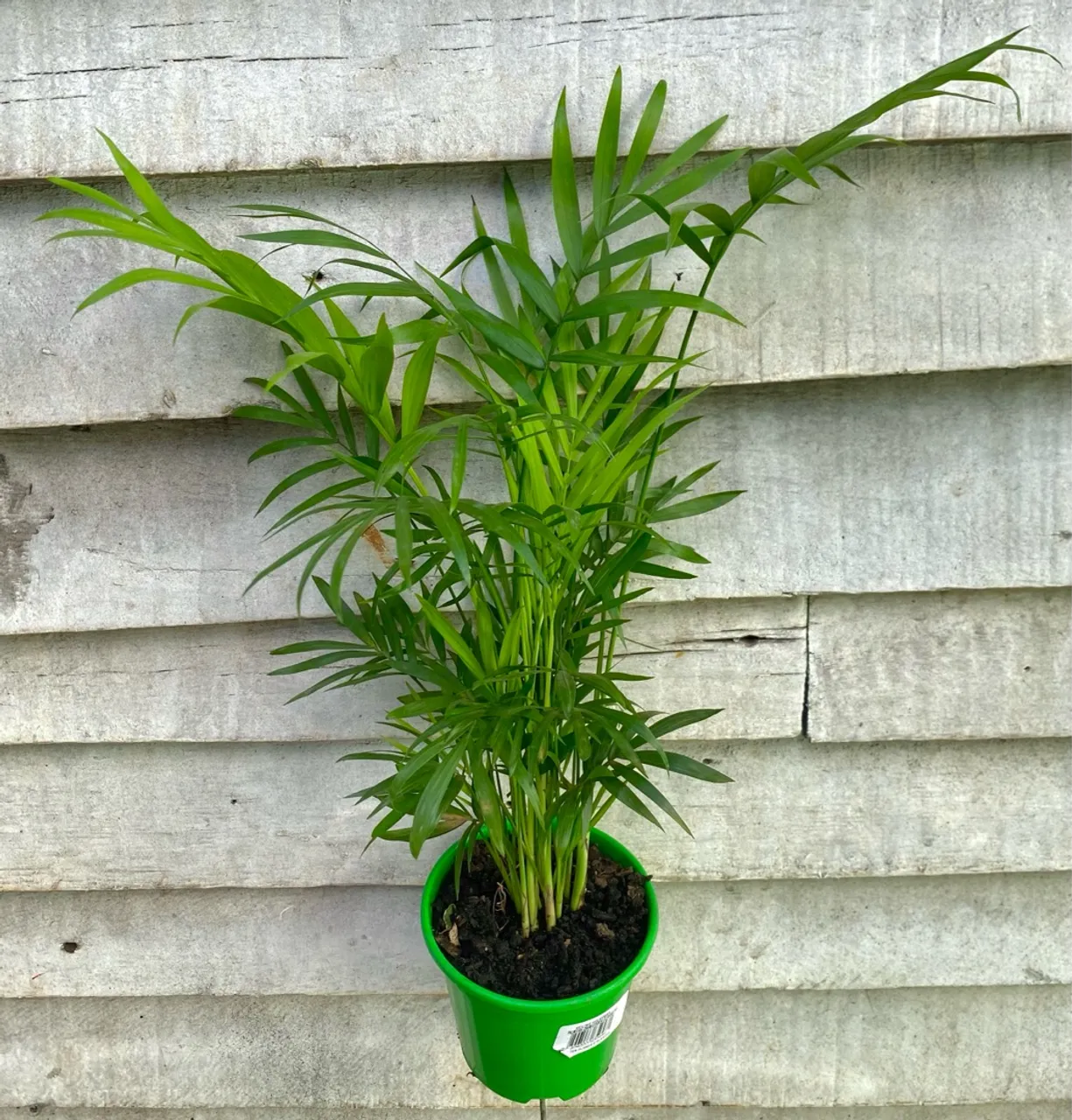 Palmeira Chamaedorea Elegans - Linda e Decorativa!