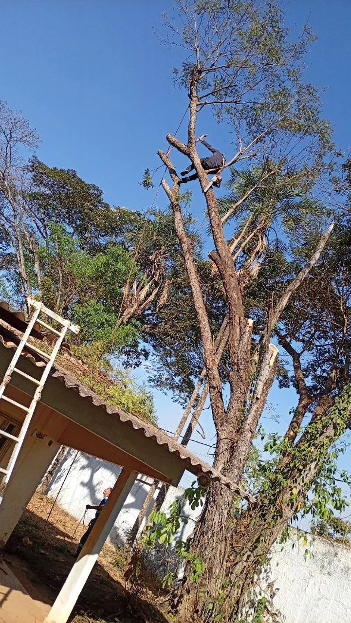Corte e poda de árvore Goiânia região ou Aparecida - Foto 2