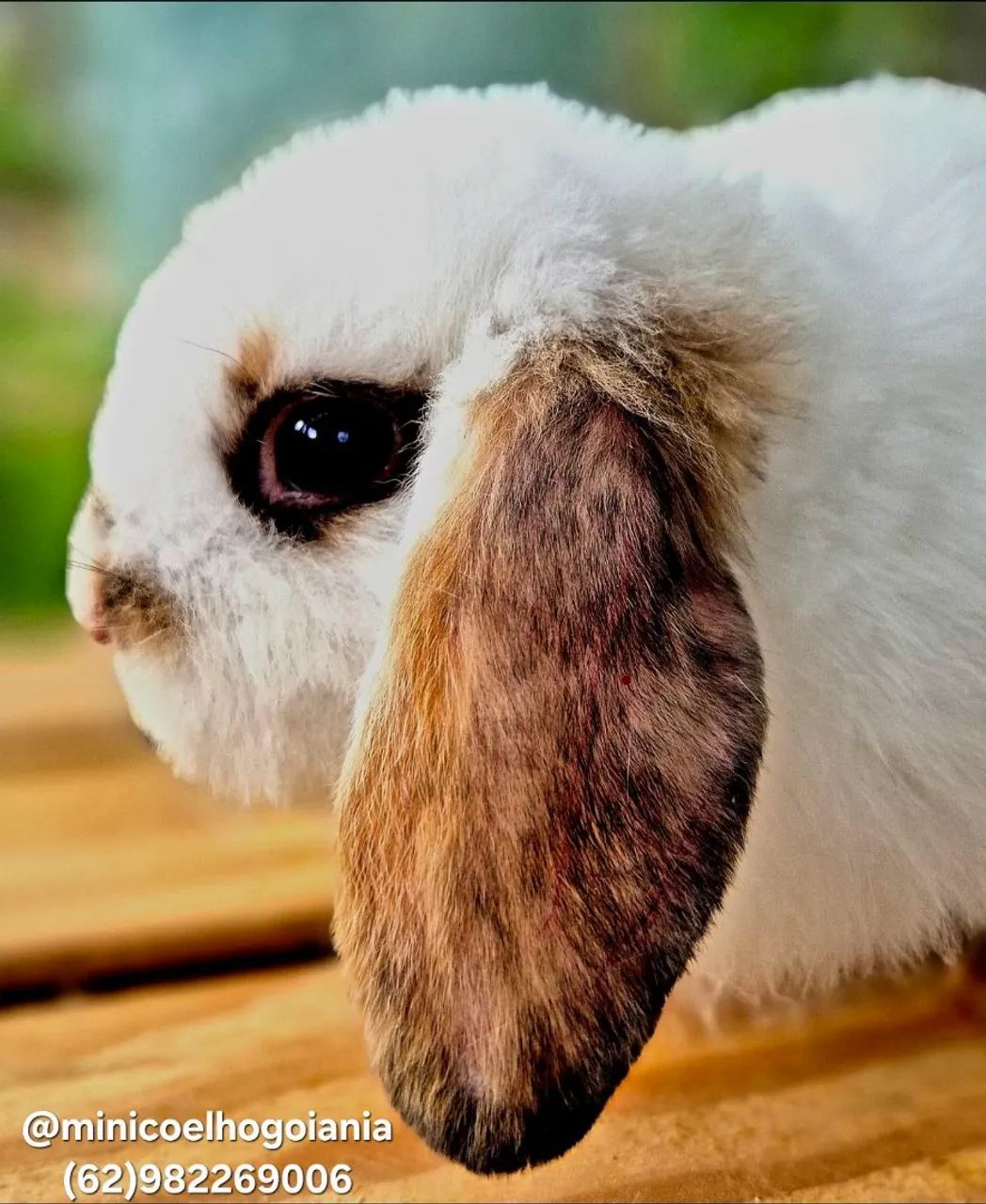 Mini Lop Original. Filhotes Pequenos e dóceis. Criatório Especializado em mini coelhos - Foto 4