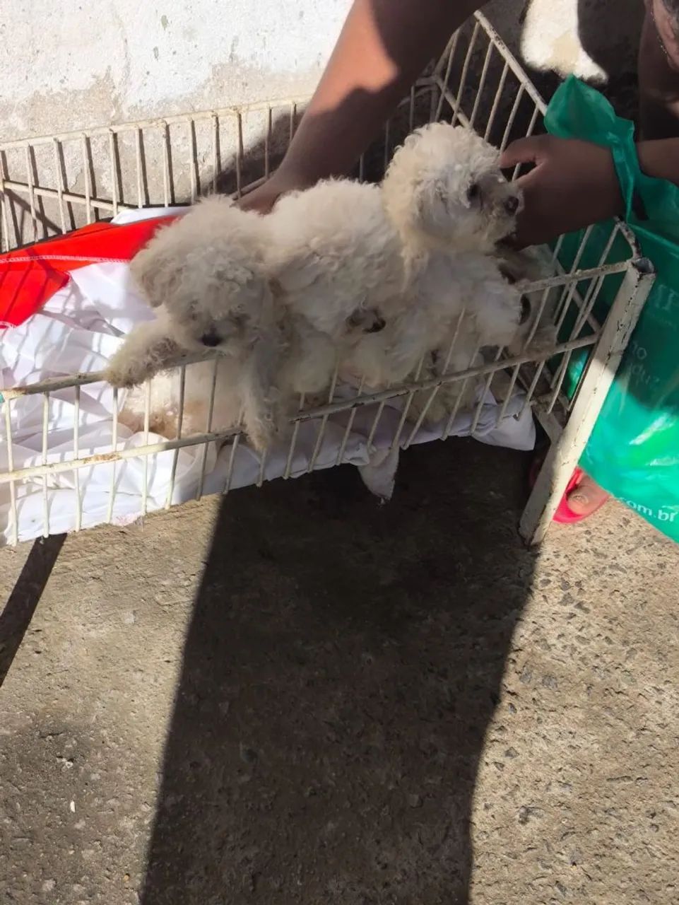 Cachorro de raça Poodle - Foto 3