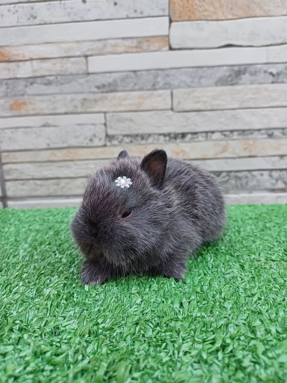 Coelho anão Raça Netherland Dwarf (linhagem importada) - Foto 2