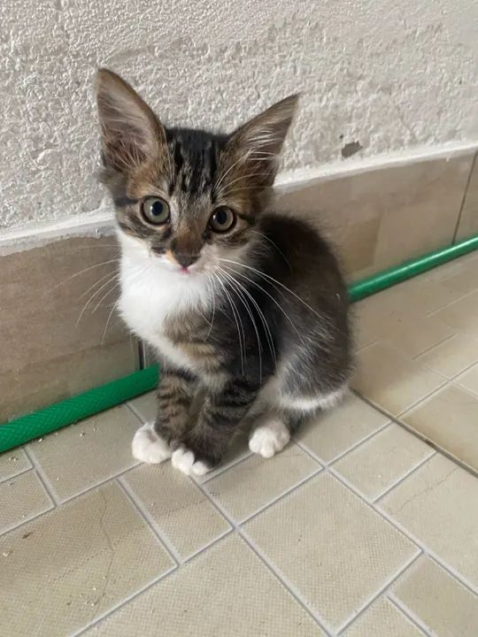 Gatinha linda e carinhosa para adoção - Foto 2