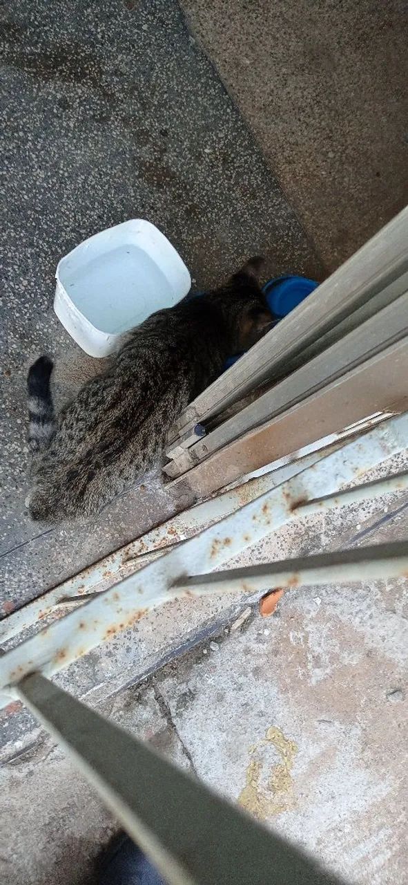 Gato pra adoção  - Foto 5