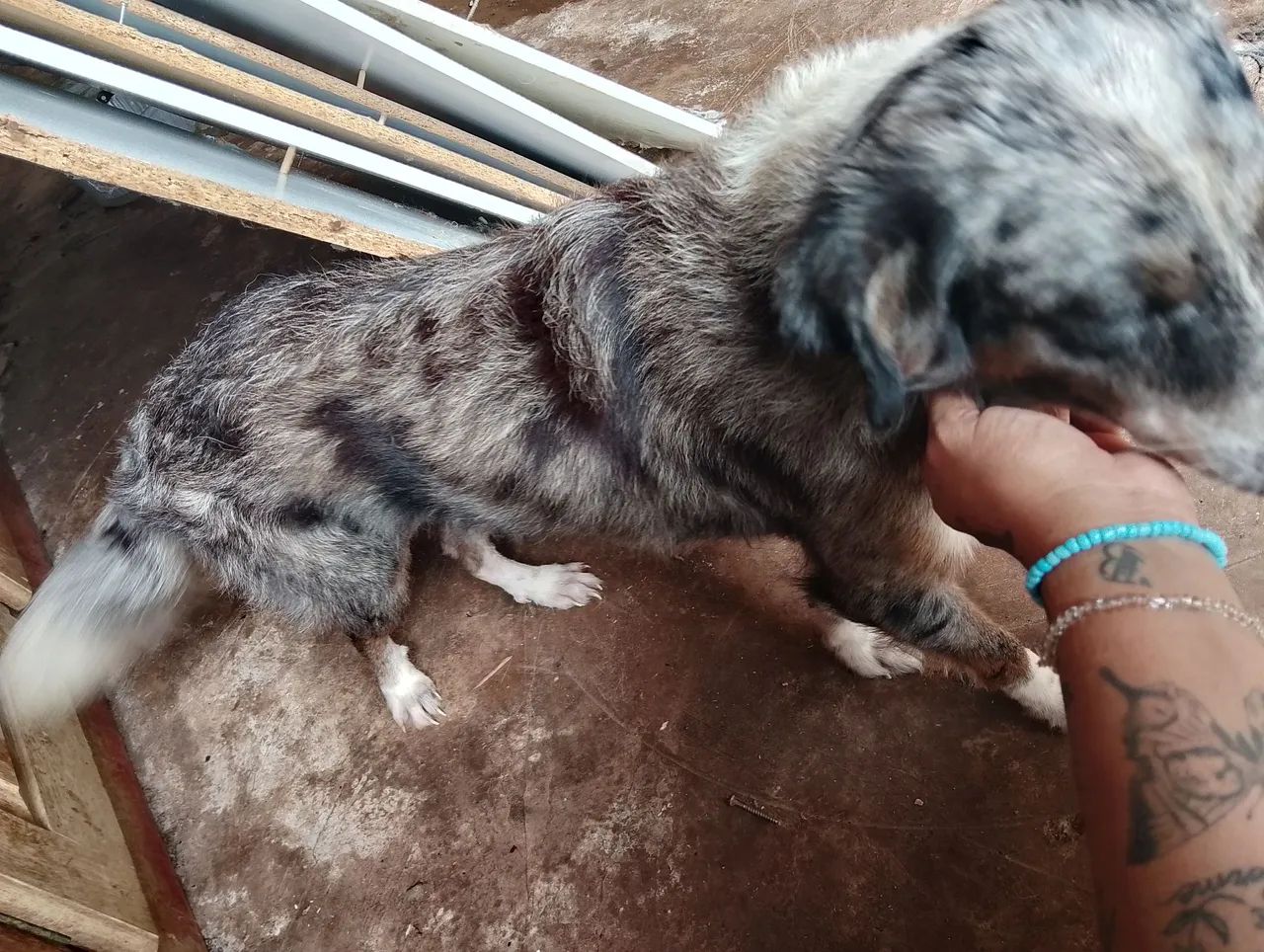 Cão de porte médio para adoção - Foto 5