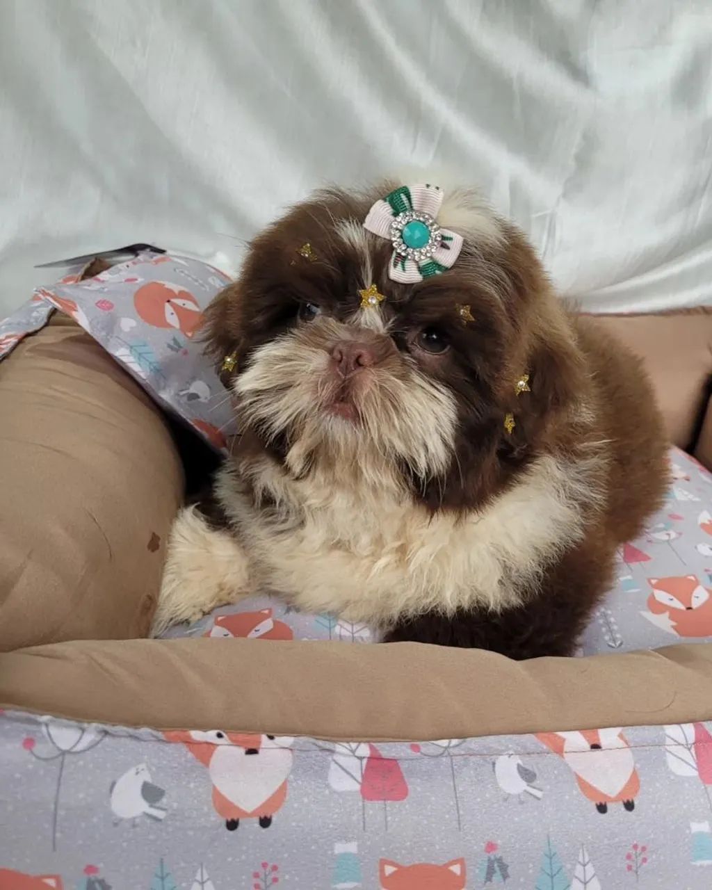 Shihtzu, Macho e Fêmea! Entrego/Parcelo/Pais com pedigree.