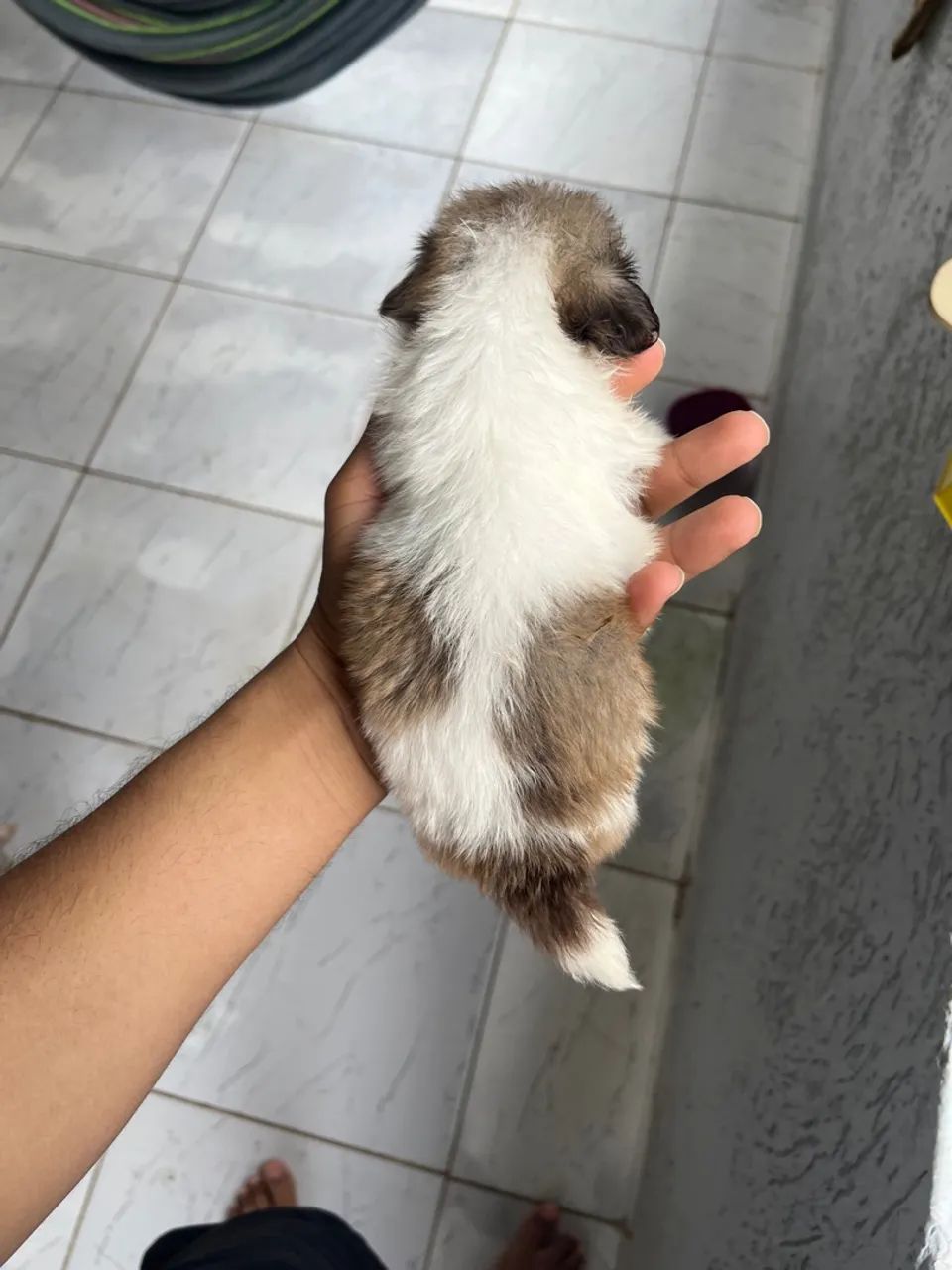 Filhote Shih Tzu - Preto e Branco e Branco com Marron - Foto 2