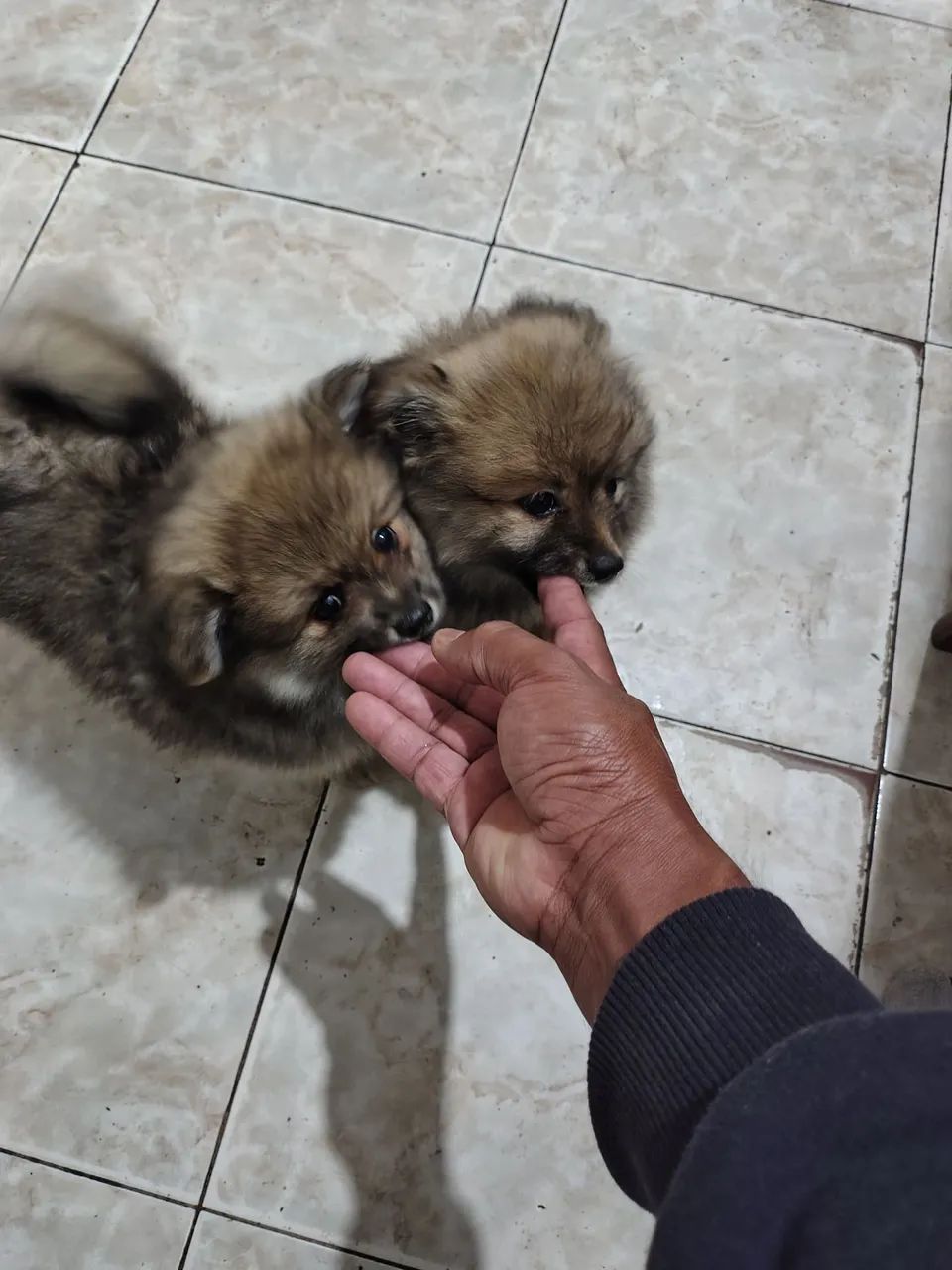 Vende se filhotes de Cachorro Raça Spitz alemão 2 mês de vida 