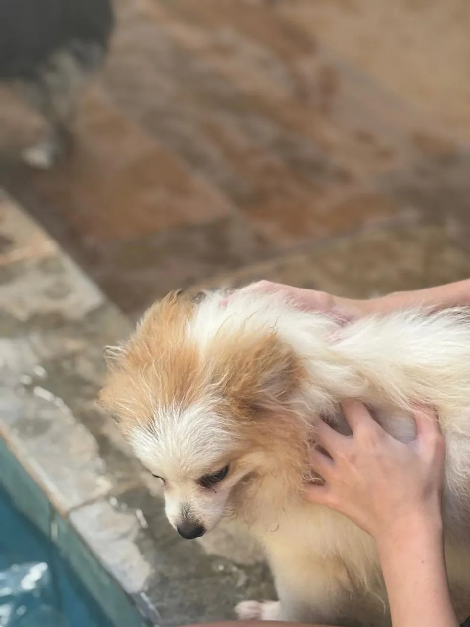 Filhotes de Spitz Alemão Canil Palmas Brasil