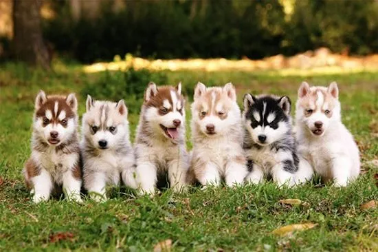 Excelentes Husky Siberiano -