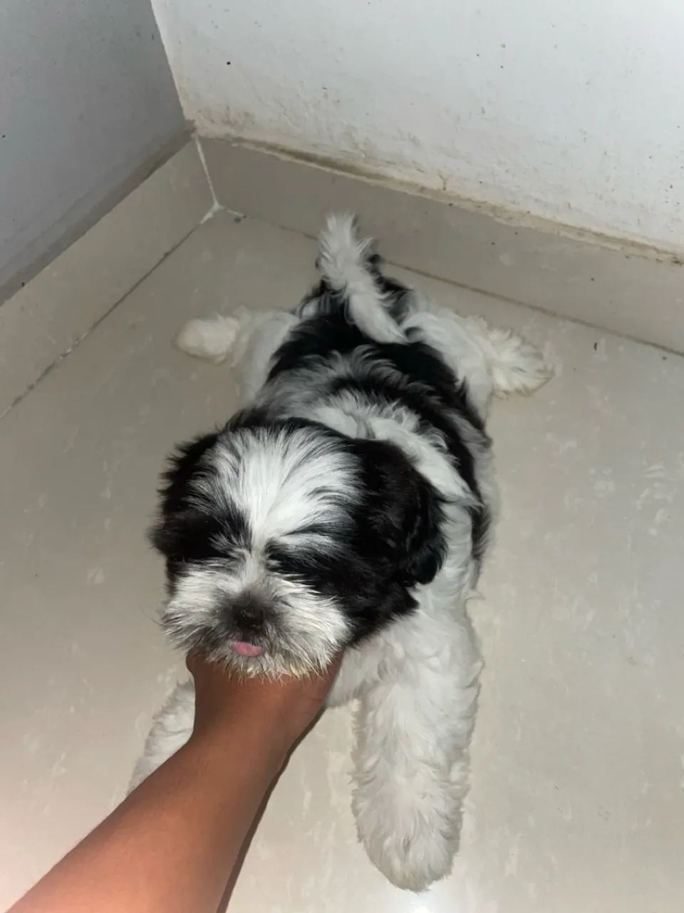 Filhote Shih Tzu fêmea  - Foto 2