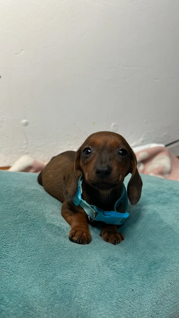 Filhotes de Dachshund/salsicha