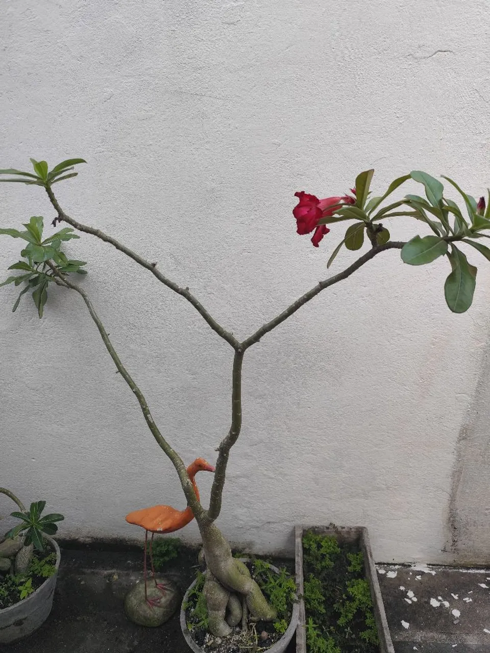 Planta Exótica com Flor Vermelha e Decoração