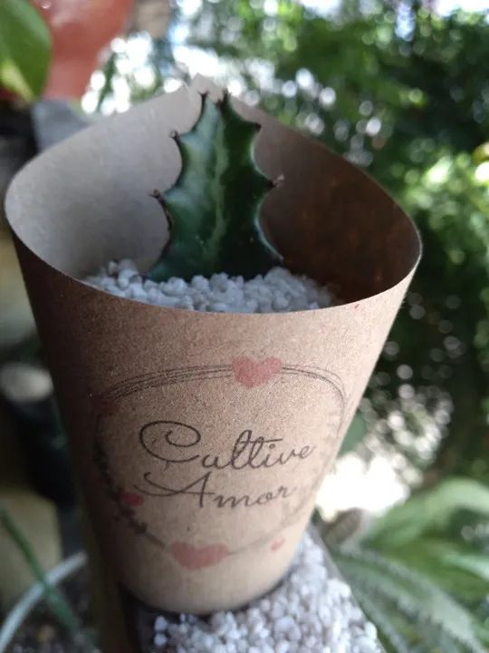 Lembrancinhas personalizadas com mini-cactos e mini-suculentas - Foto 4