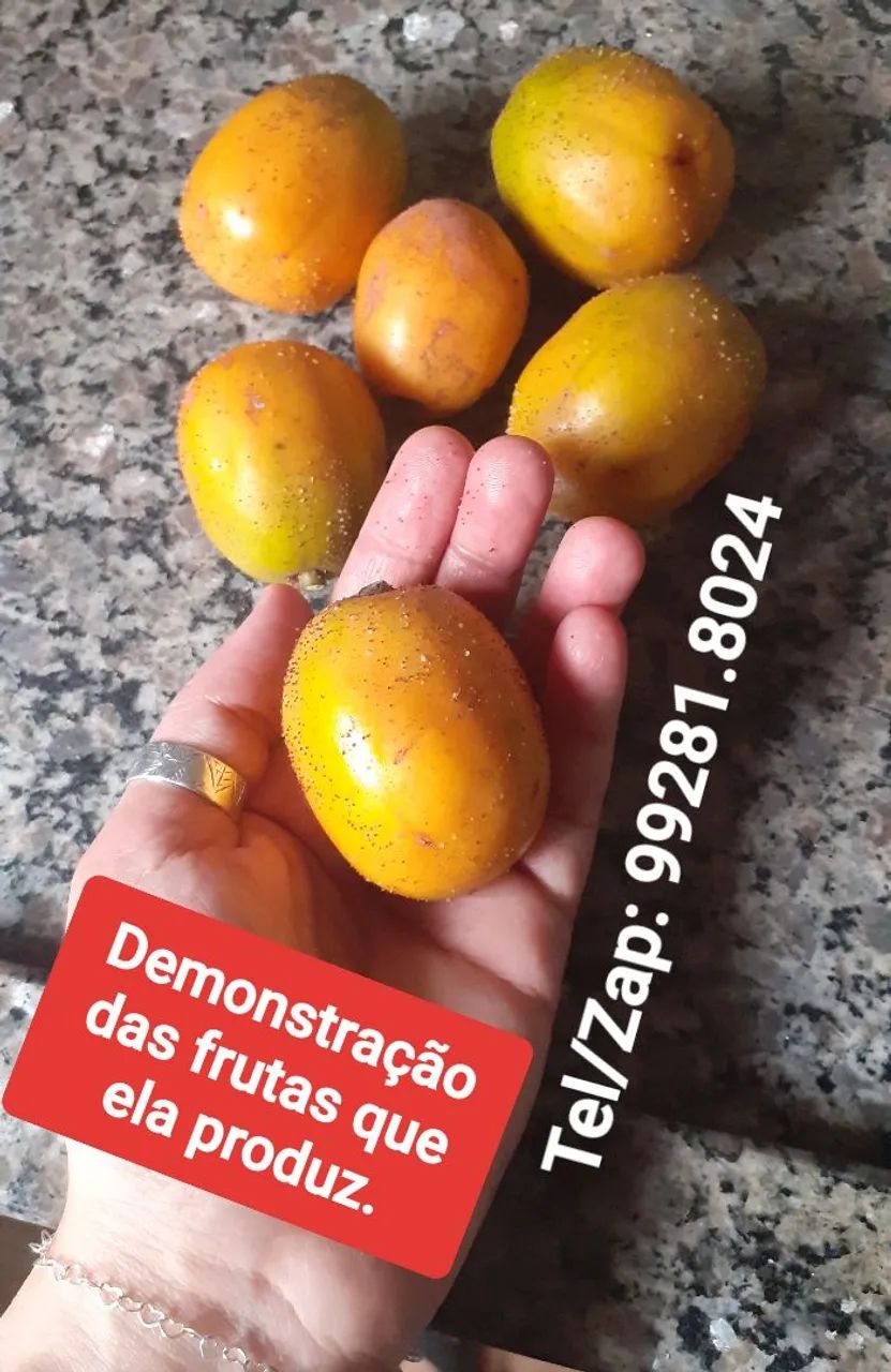 Mini Frutífera cajamanga produzindo - Foto 3