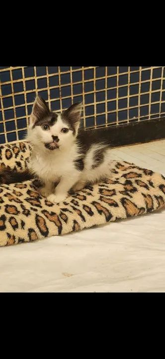 Gatinho macho de 2 meses para adoção responsável no Rio de Janeiro 