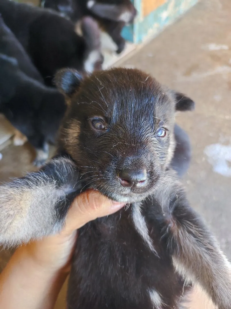 Filhotes de Husky Siberiano com Pastor Alemão.
