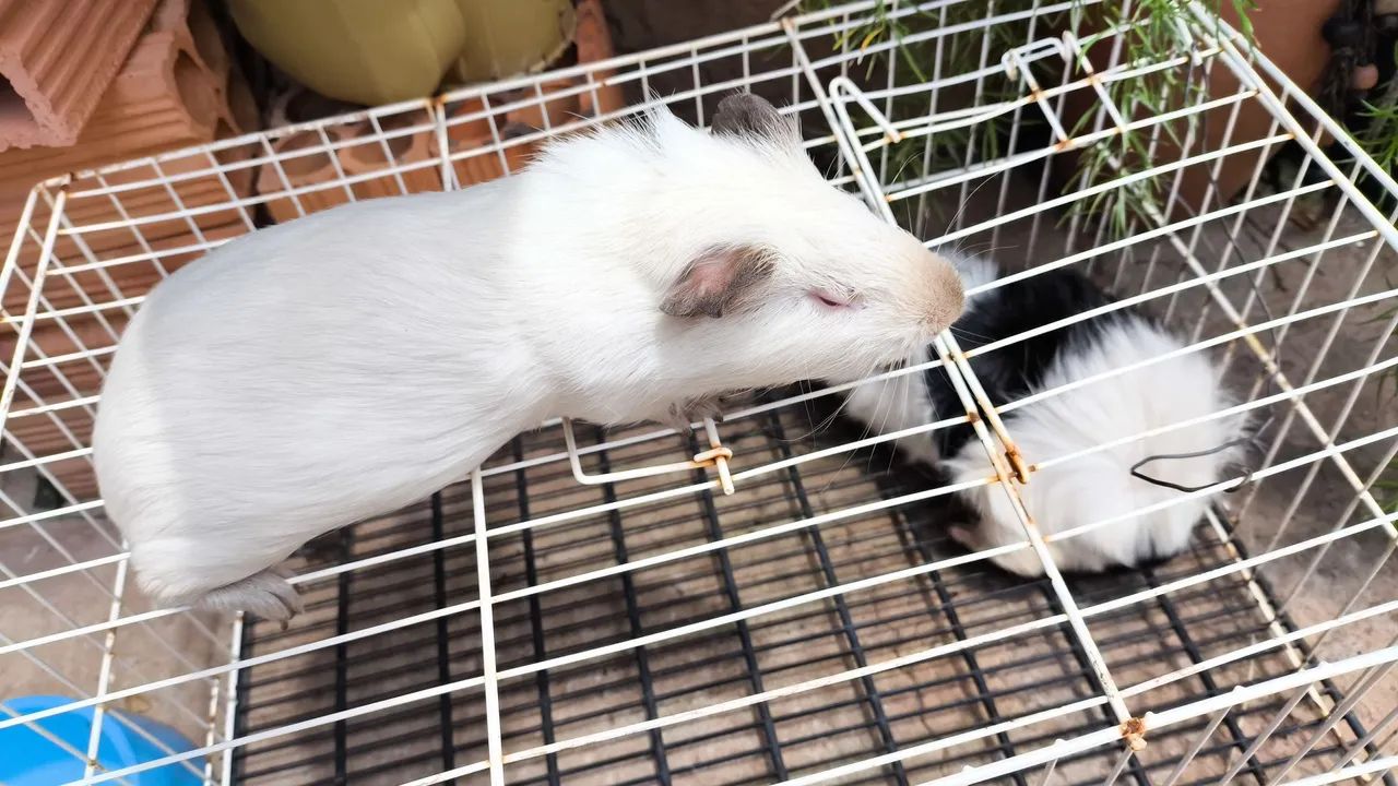 Porquinho da índia  - Foto 6