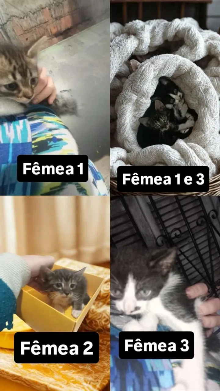 Gatinhas para Adoção: Filhotes Lindos e Carinhosos!