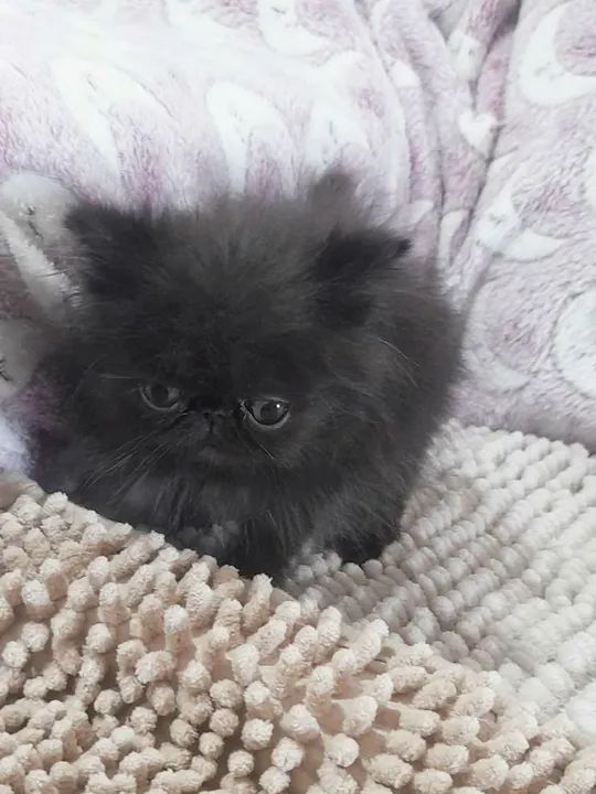 Gatinho Persa Preto Topshow - Adorável (50 Dias) - Foto 5