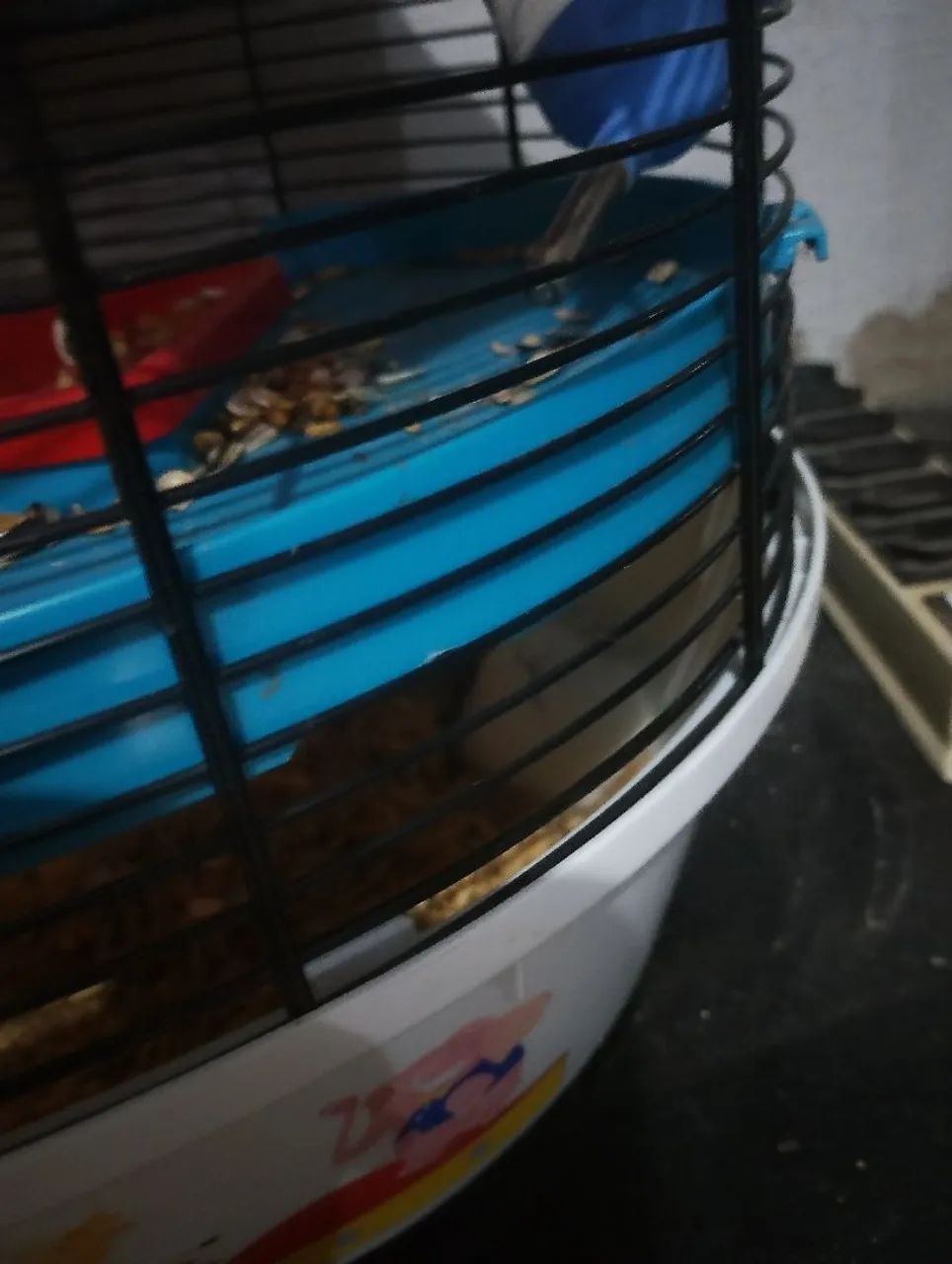 Hamster Russo - Foto 2