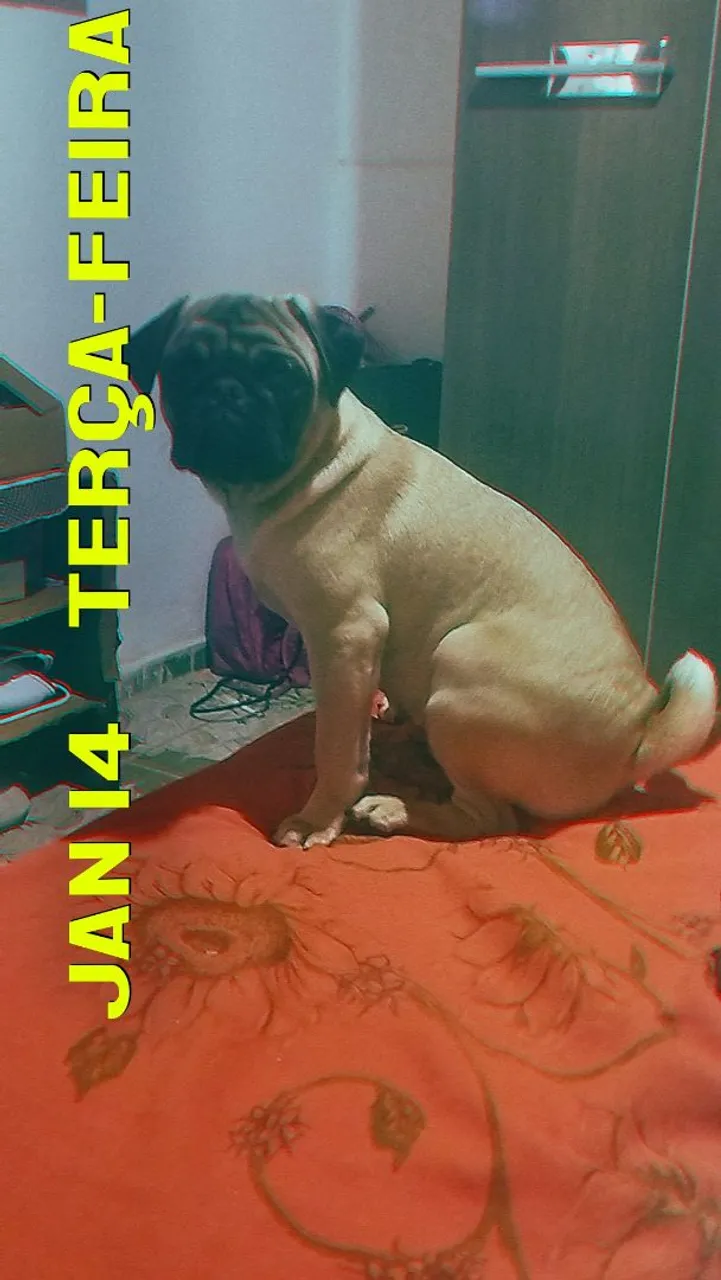 Pug fofo procurando fêmea?
