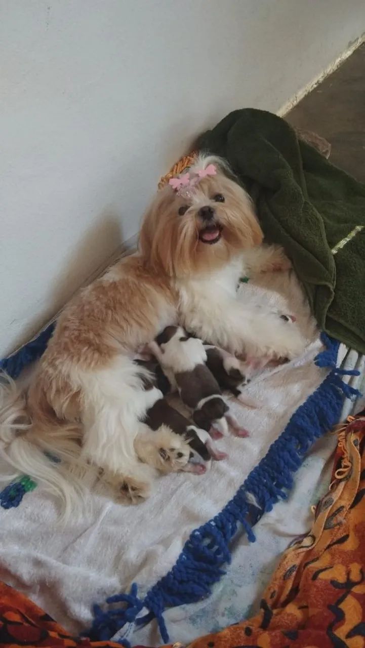 Filhote Shih Tzu  - Foto 5