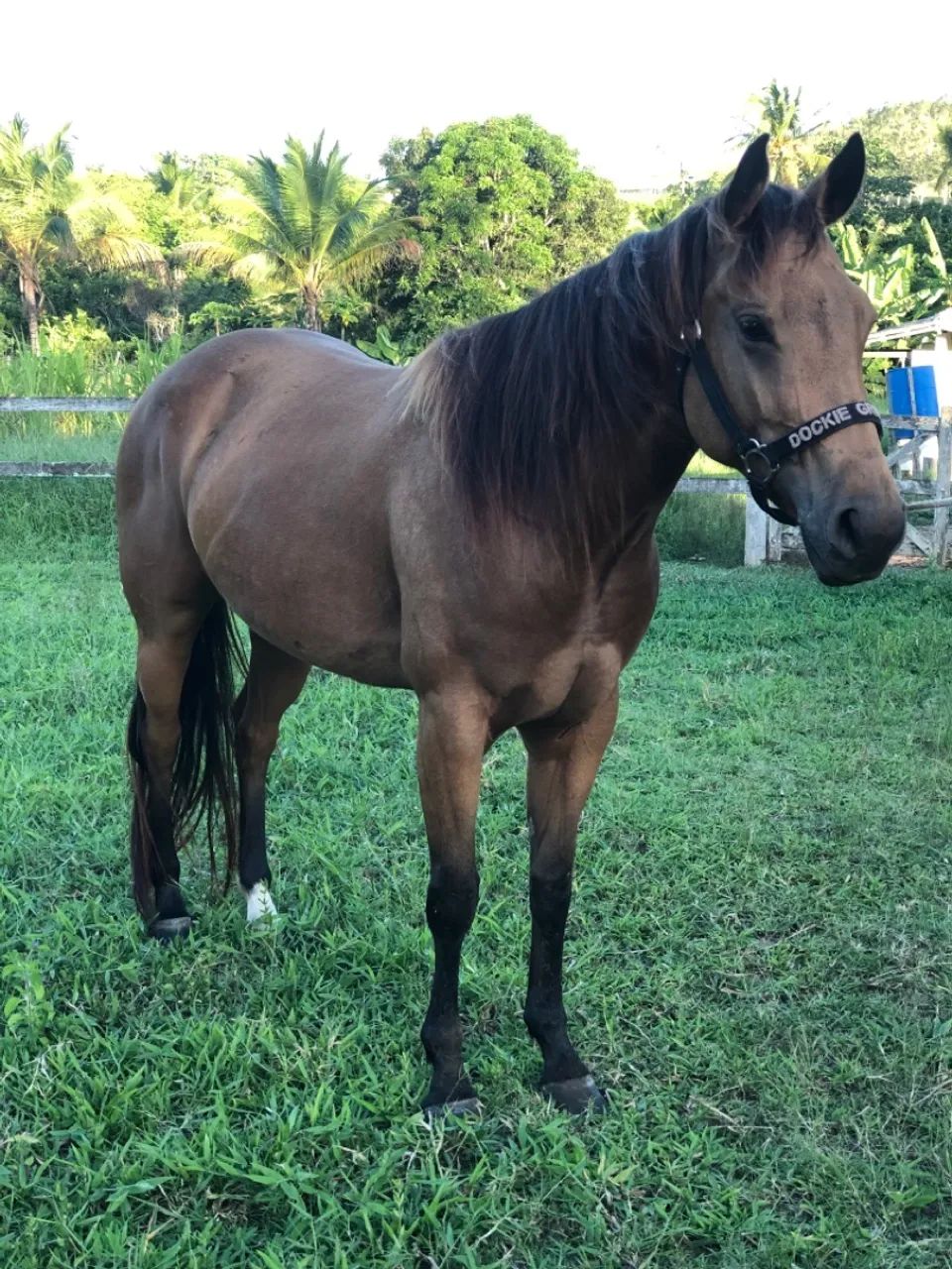 Égua a venda  - Foto 4