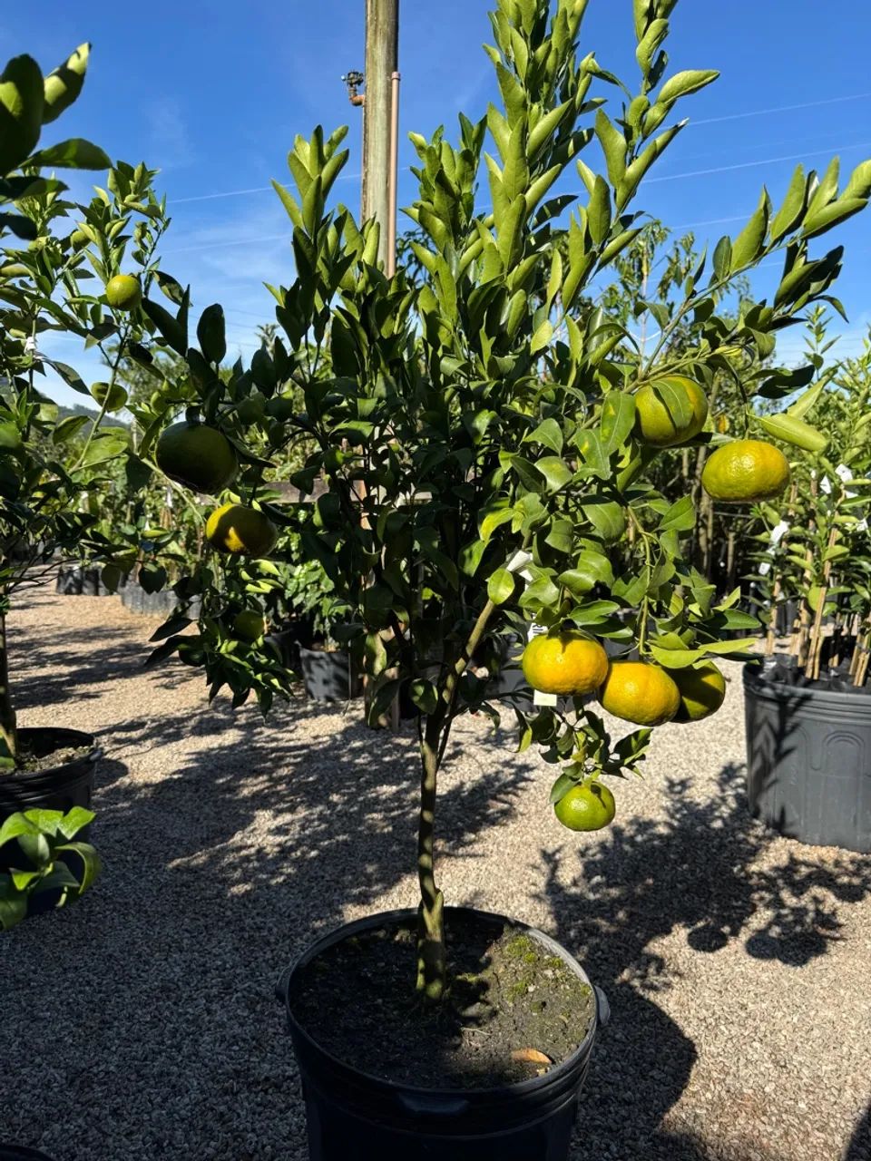 Frutíferas enxertadas